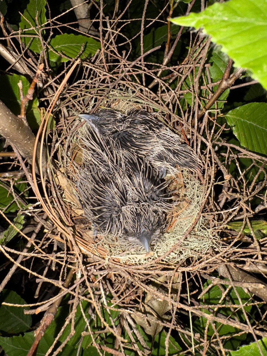 Black-billed Cuckoo - ML637912924