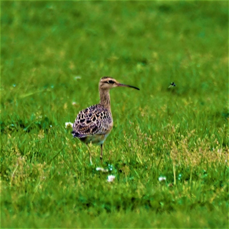 Little Curlew - ML637912926