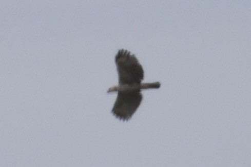 Aigle huppé - ML637912929