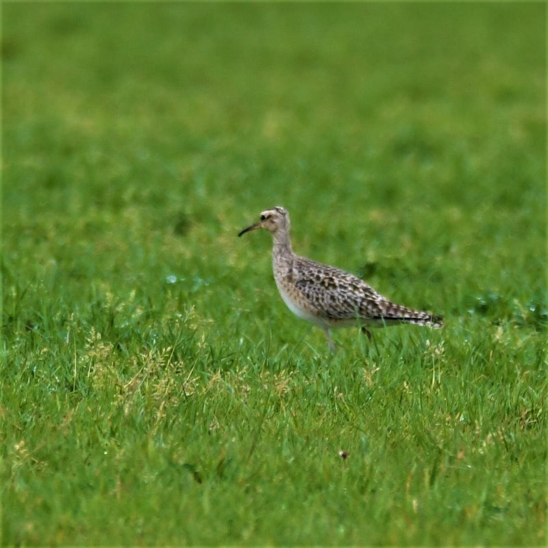 Little Curlew - ML637912930