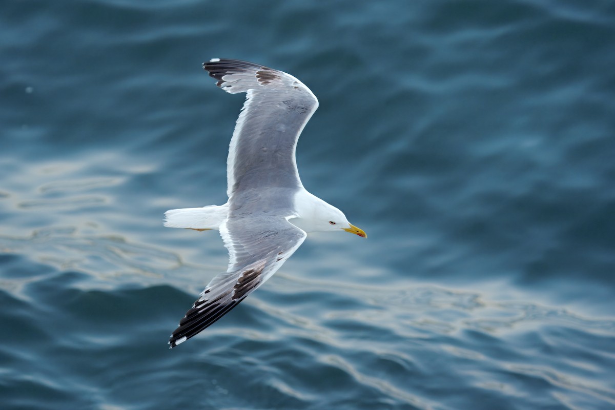 Yellow-legged Gull - ML637912934