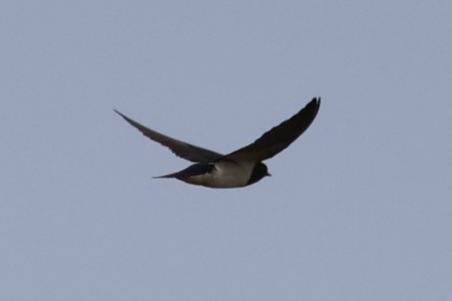 Barn Swallow - ML637913010