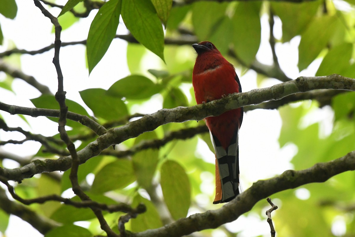 Red-headed Trogon - ML637913035