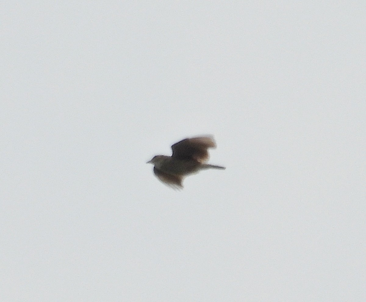 Singing Bushlark - ML637913169