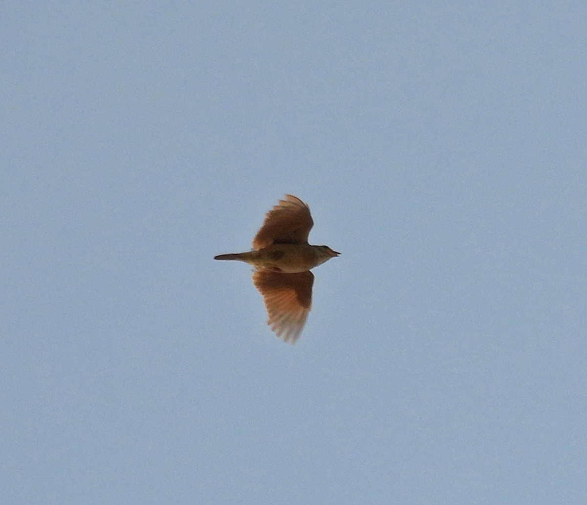 Singing Bushlark - ML637913170
