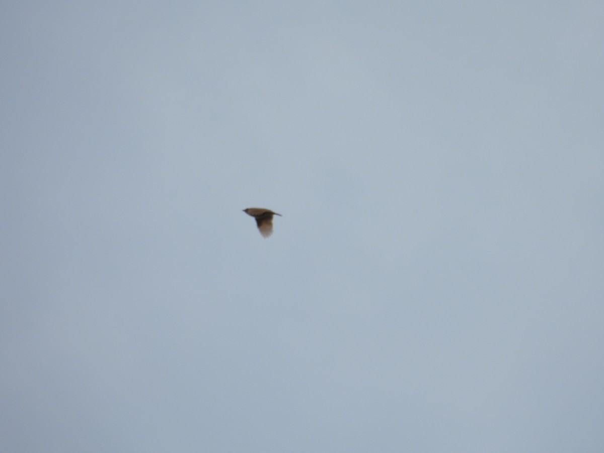 Singing Bushlark - ML637913171