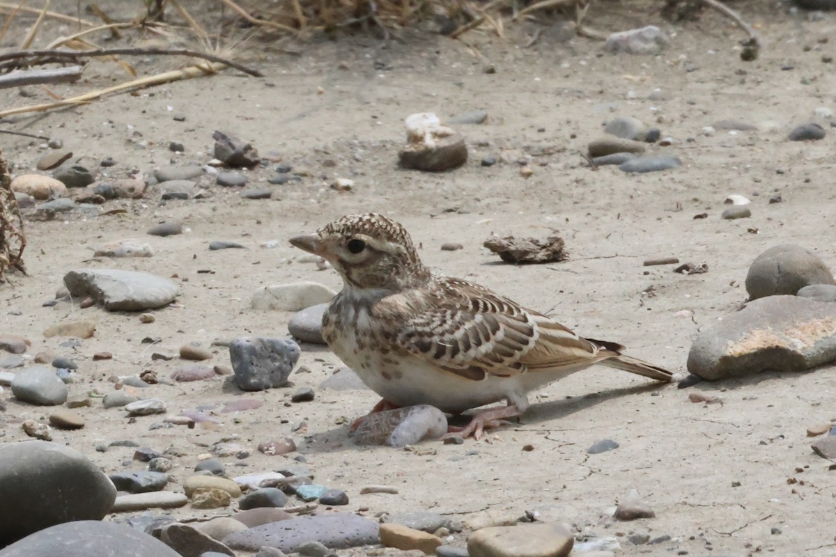 Turkestan Short-toed Lark - ML637913176