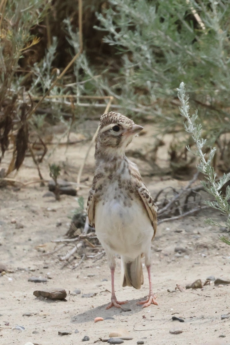 Turkestan Short-toed Lark - ML637913177