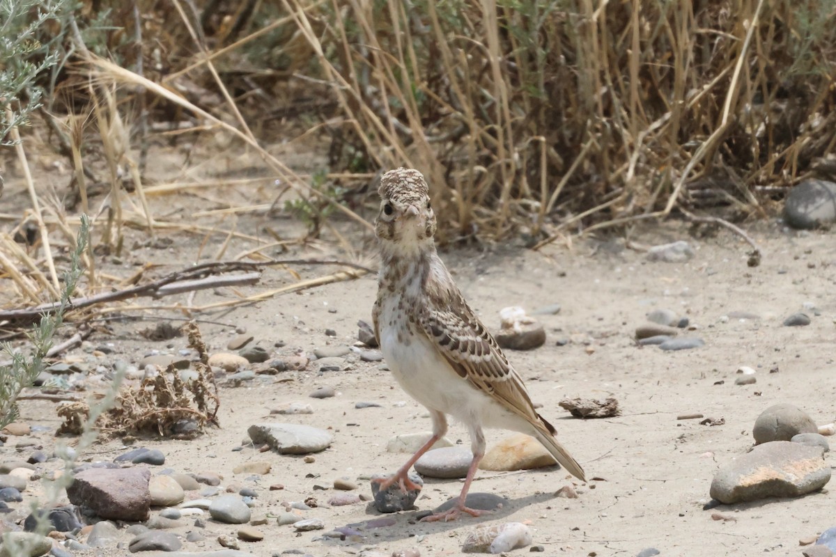 Turkestan Short-toed Lark - ML637913180