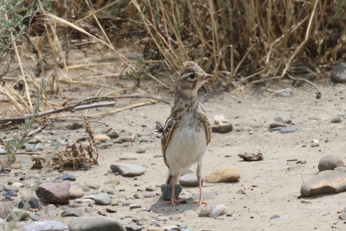 Turkestan Short-toed Lark - ML637913181