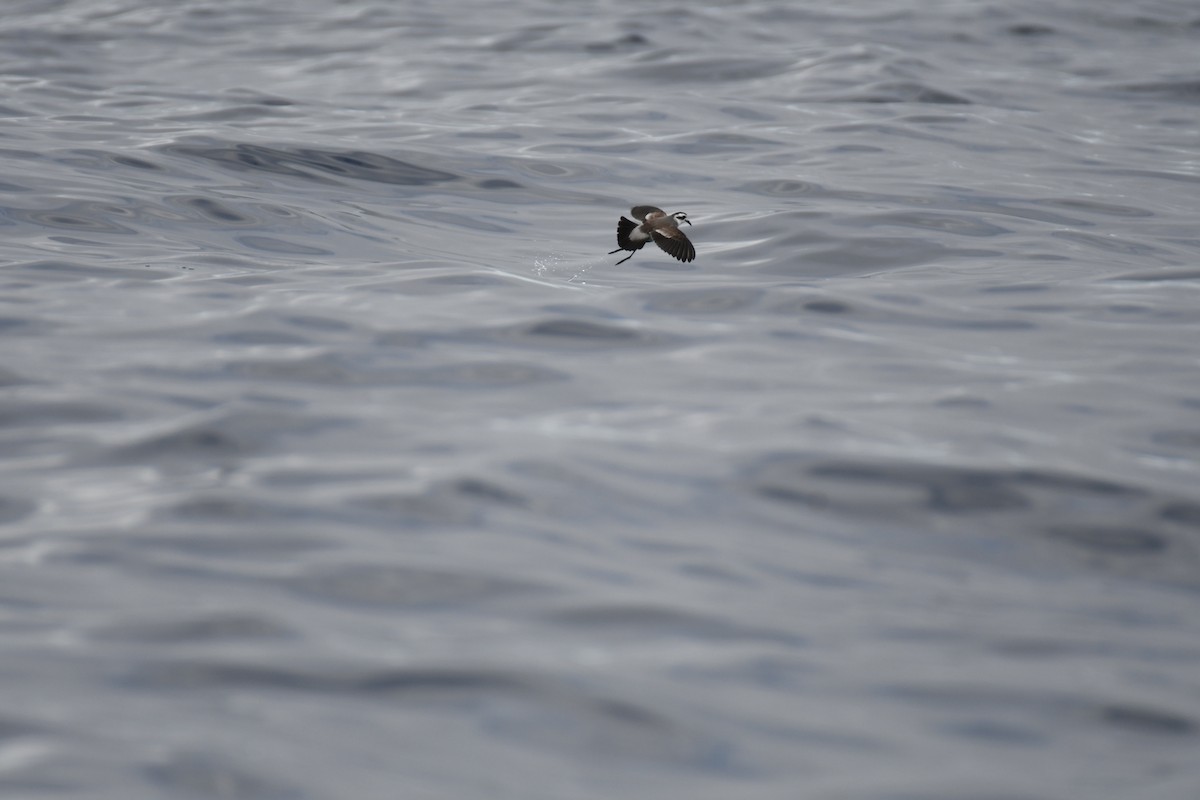 White-faced Storm-Petrel - ML637913190