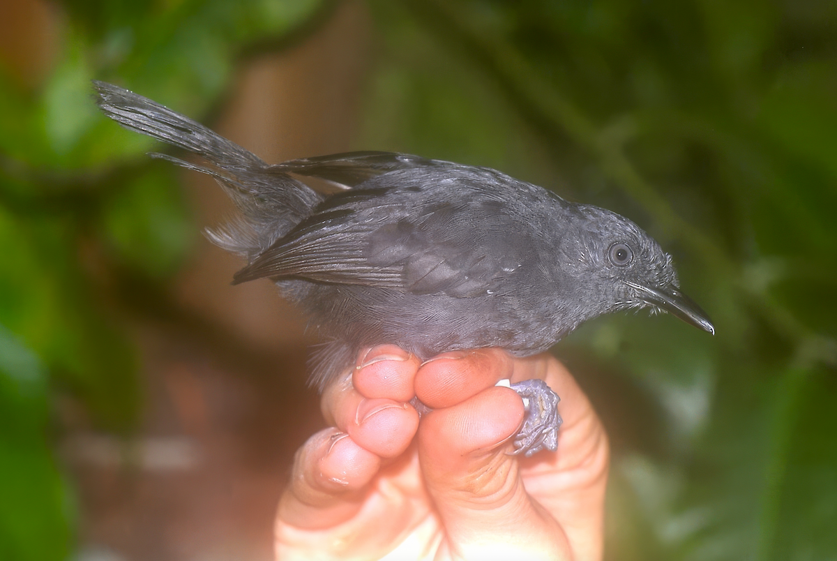 Riparian Antbird - ML637913218