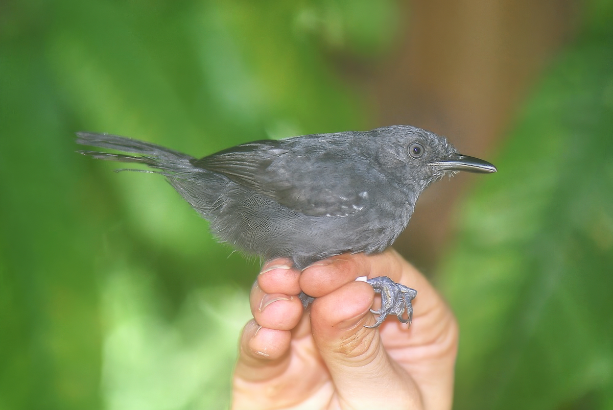 Riparian Antbird - ML637913219