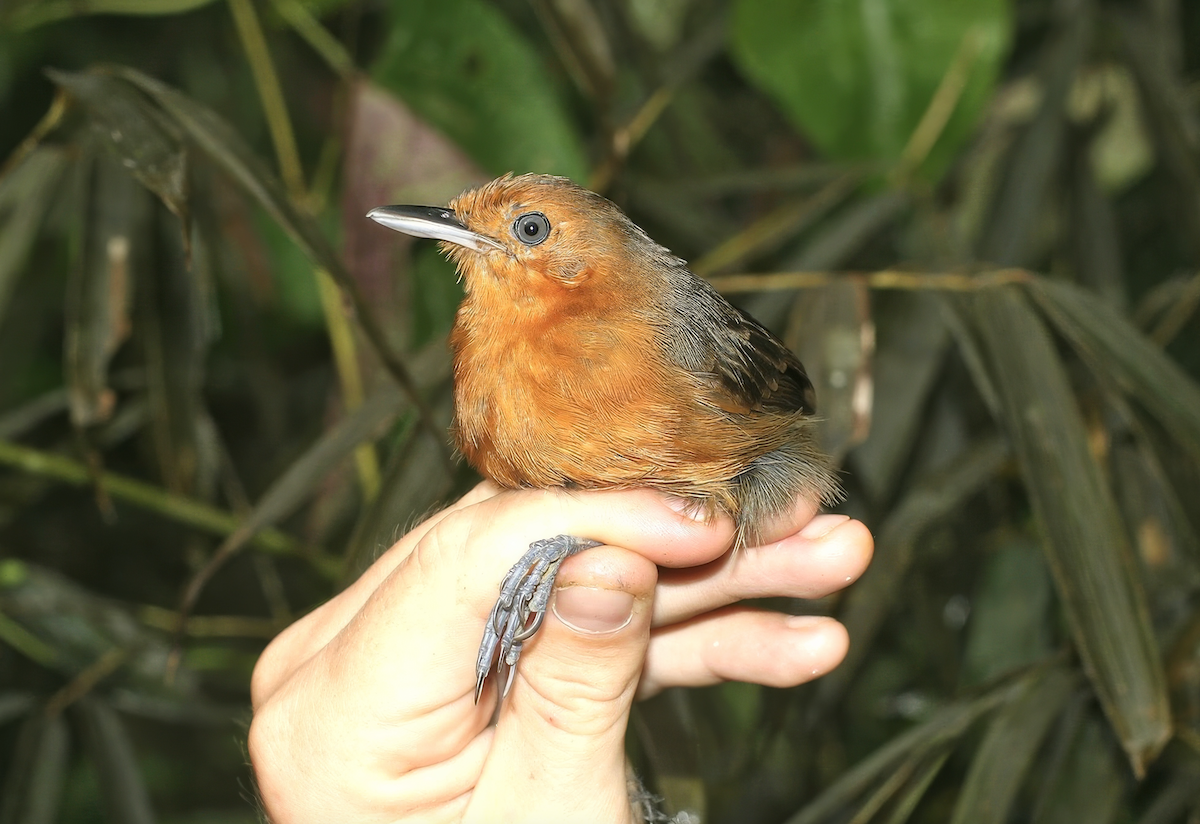 Riparian Antbird - ML637913220