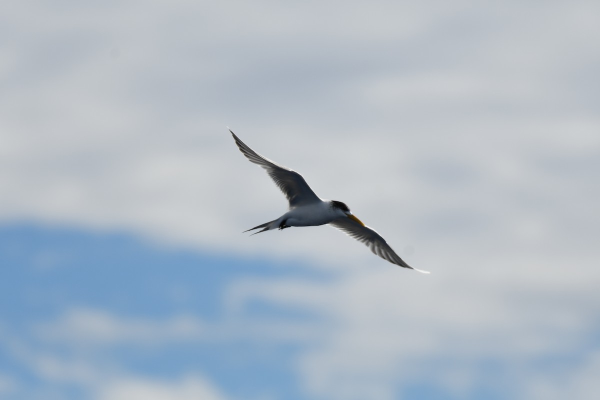 Great Crested Tern - ML637913255