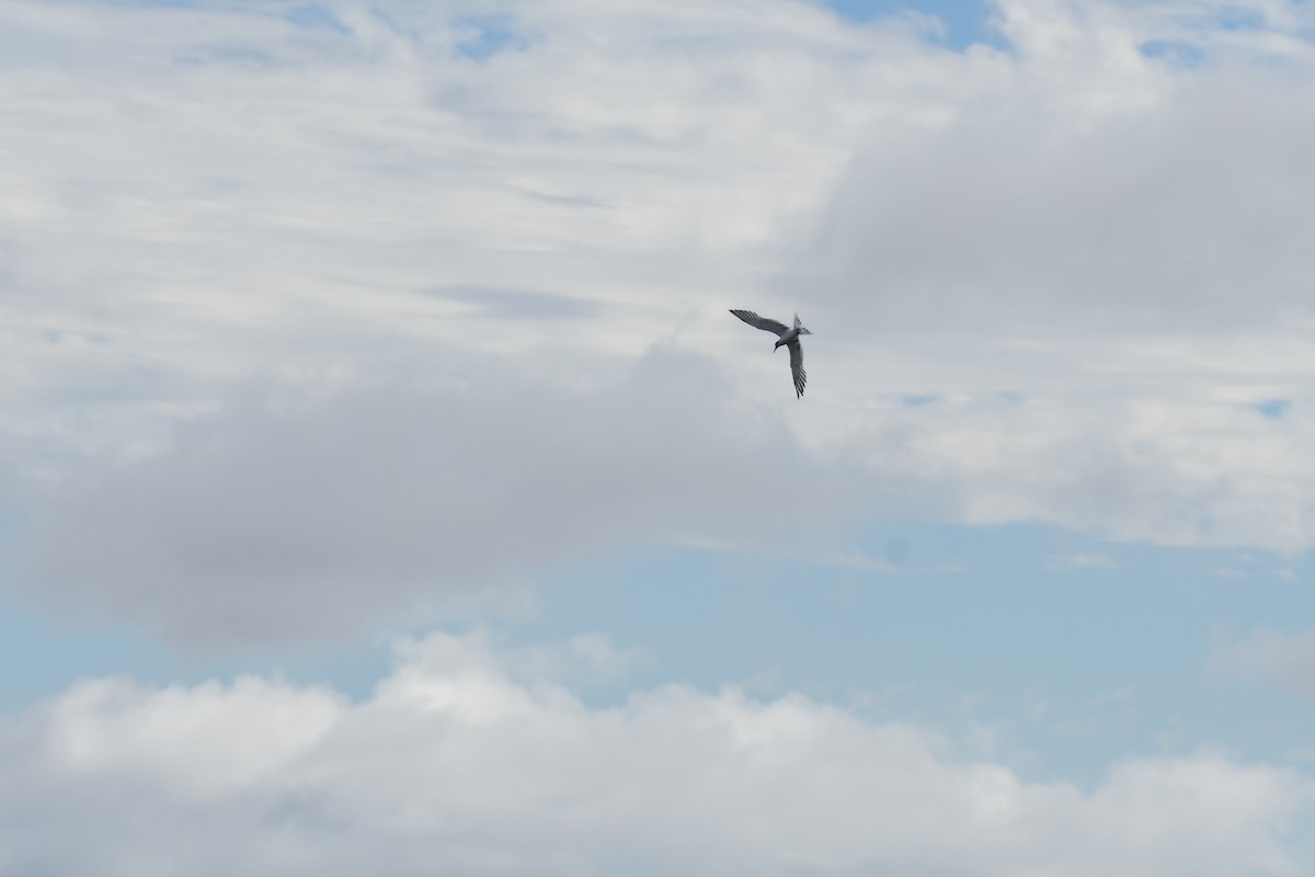 Great Crested Tern - ML637913256