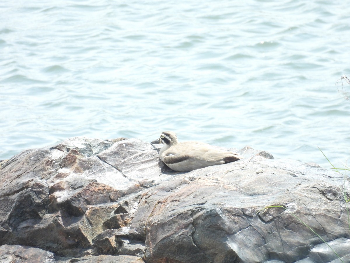 Great Thick-knee - ML637913264