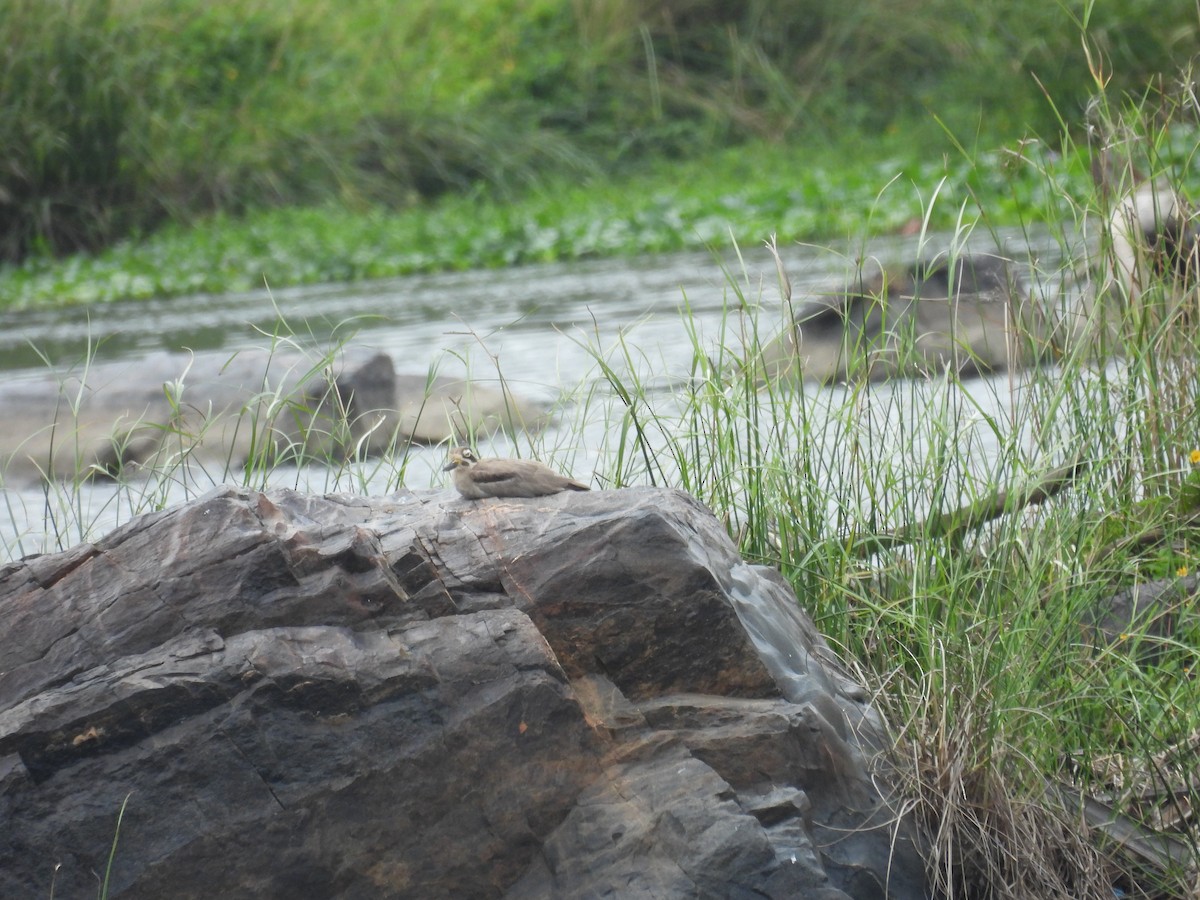 Great Thick-knee - ML637913265