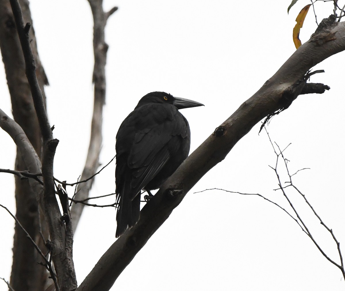 Black Currawong - ML637913282