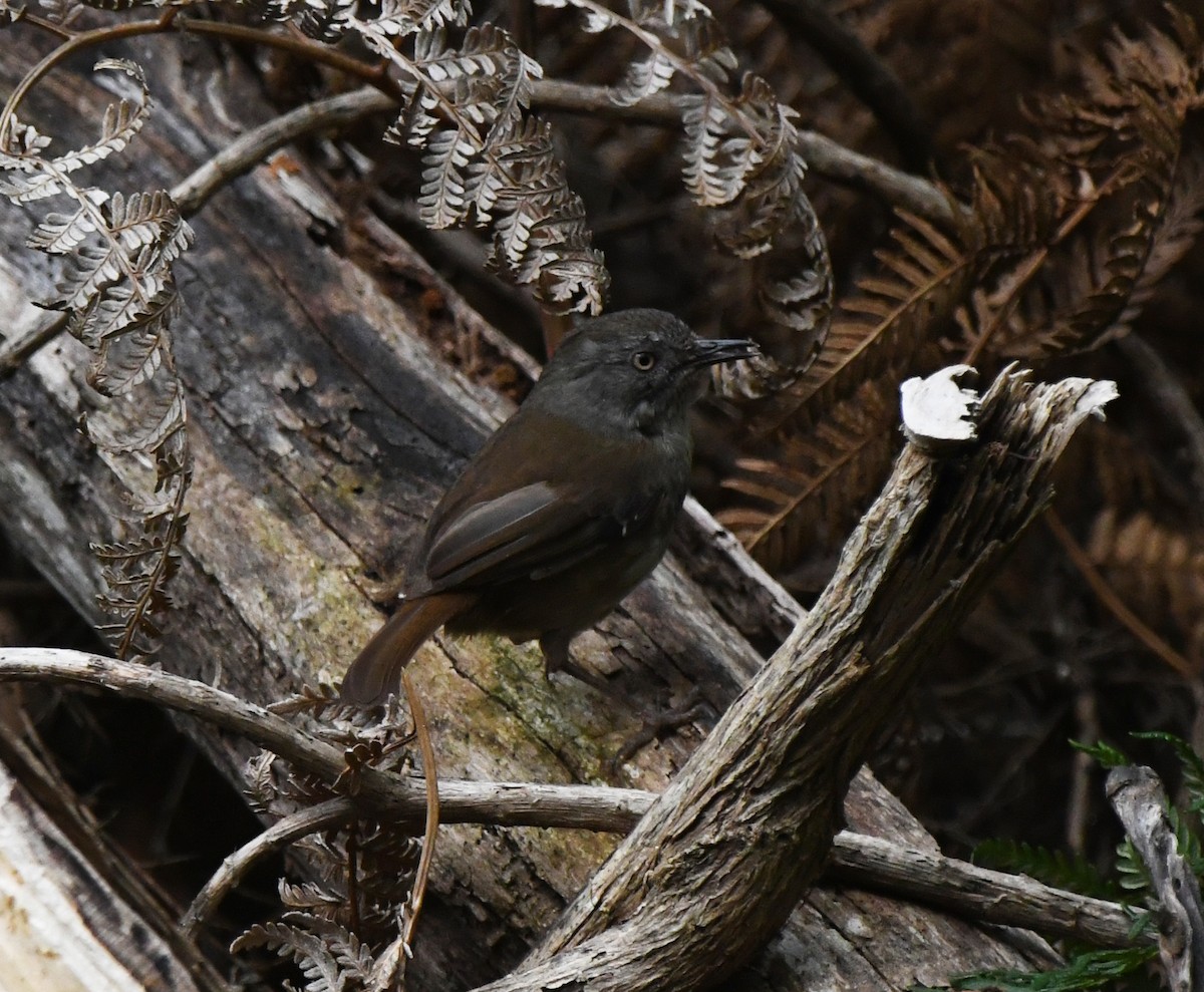 Tasmanian Scrubwren - ML637913283