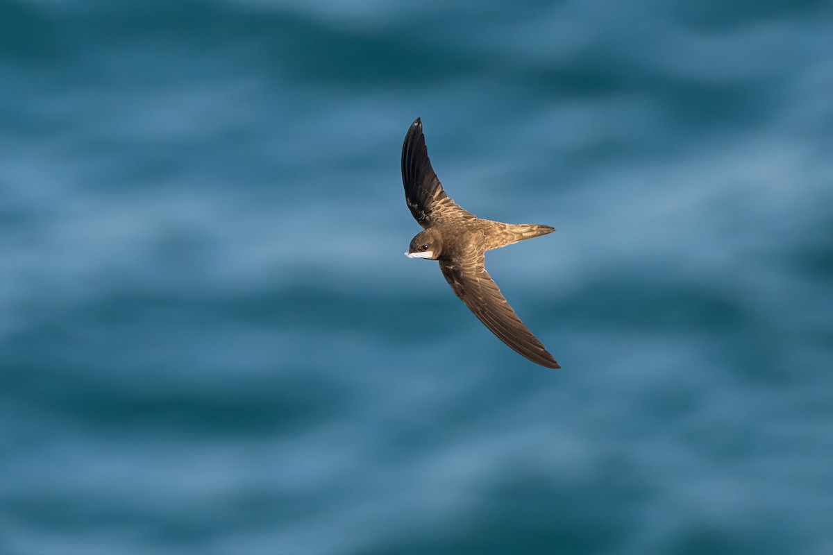 Cape Verde Swift - ML637913296