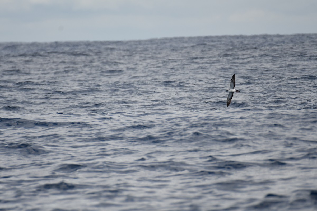 Streaked Shearwater - ML637913303
