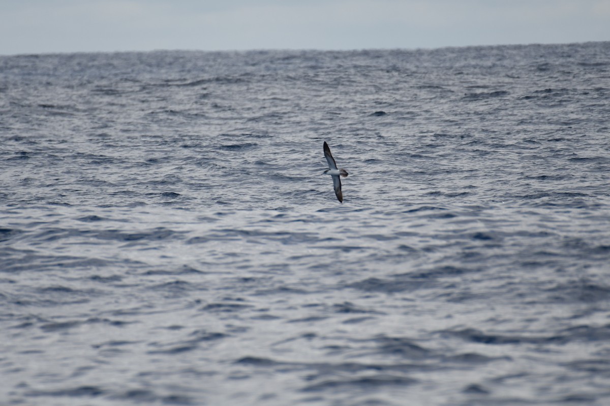 Streaked Shearwater - ML637913304