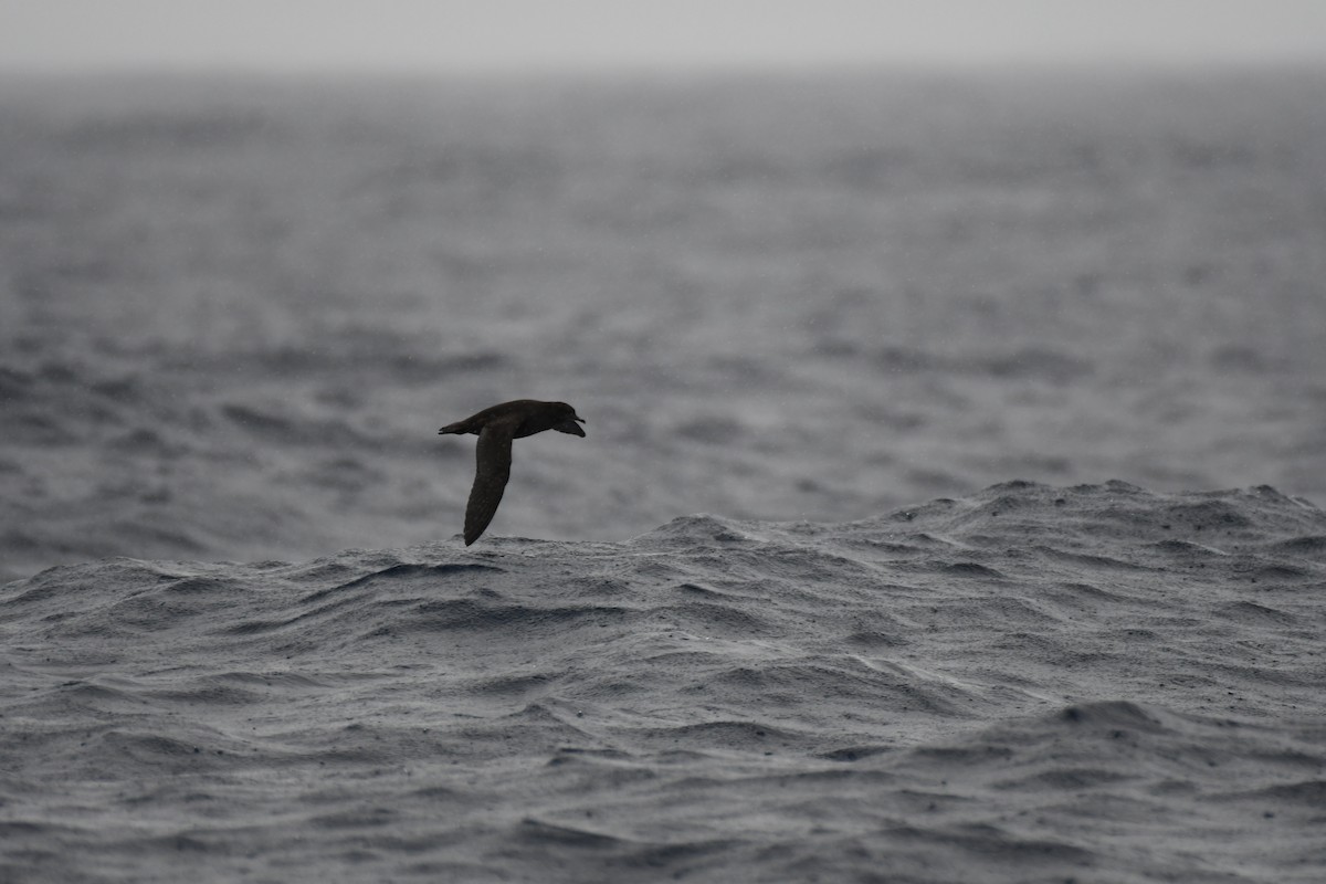 Short-tailed Shearwater - ML637913329