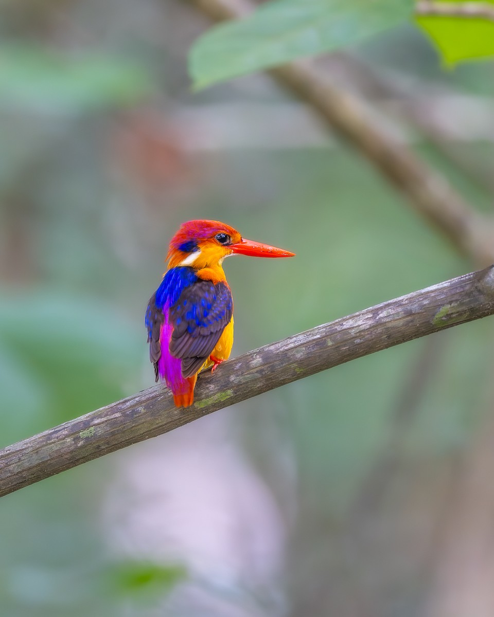 Black-backed Dwarf-Kingfisher - ML637913331