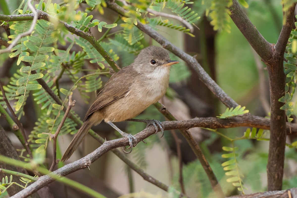 Cape Verde Swamp Warbler - ML637913332