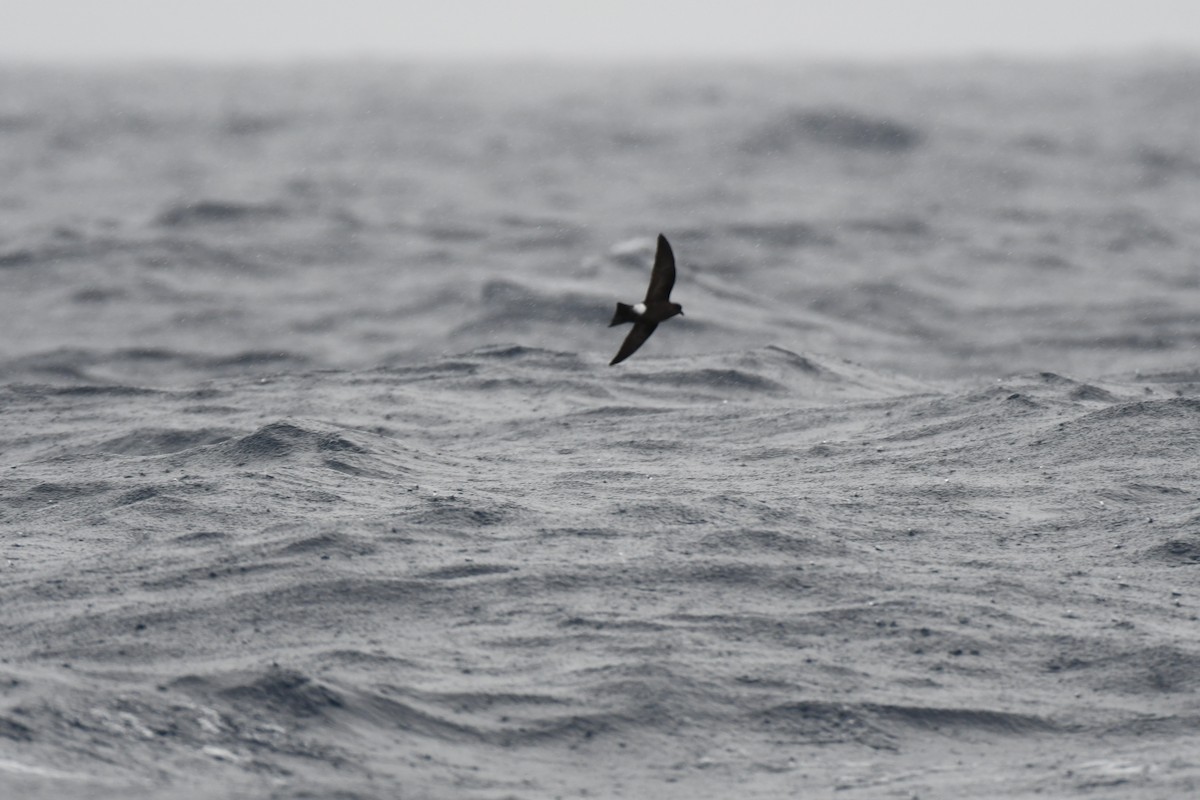 Wilson's Storm-Petrel - ML637913374