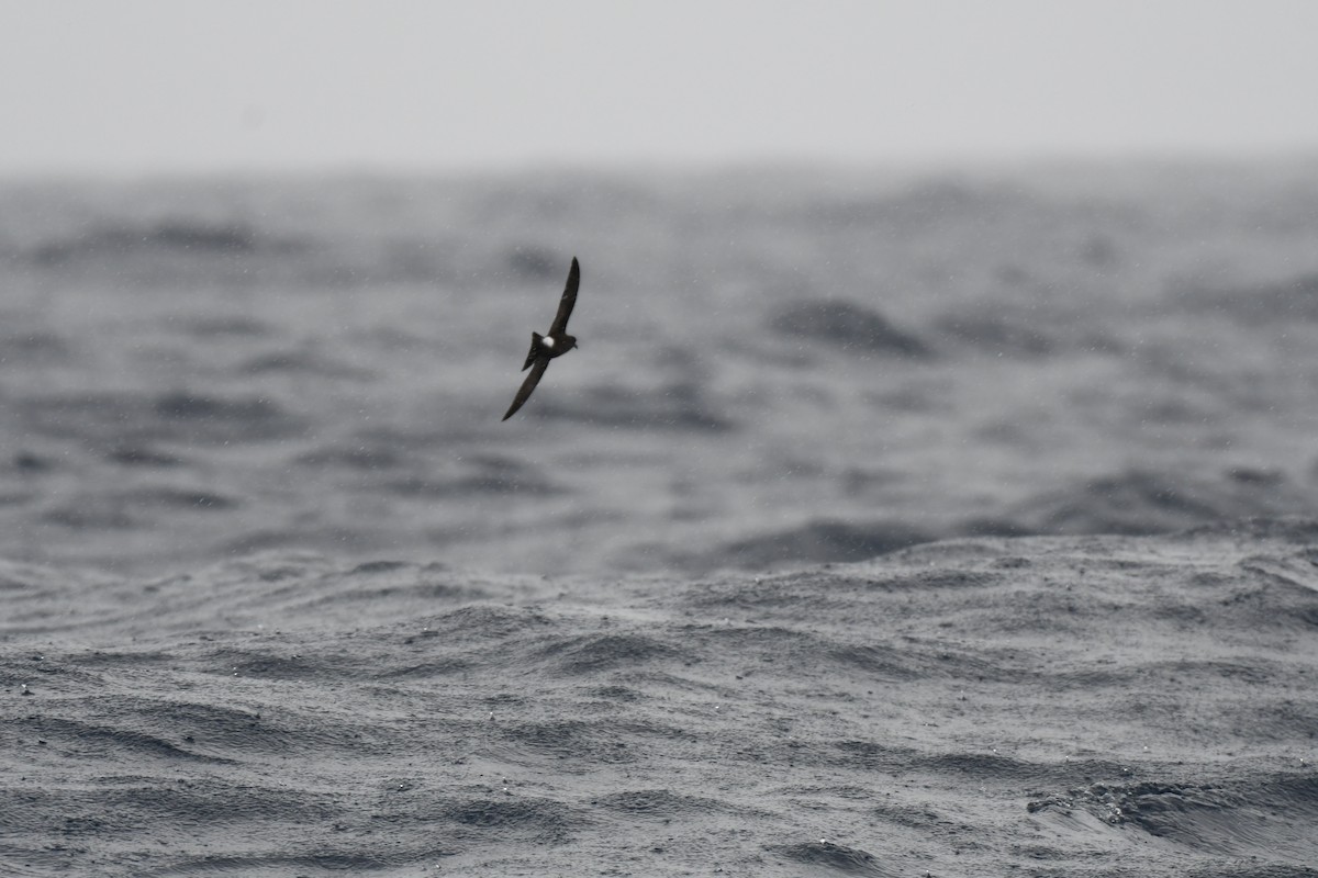 Wilson's Storm-Petrel - ML637913375