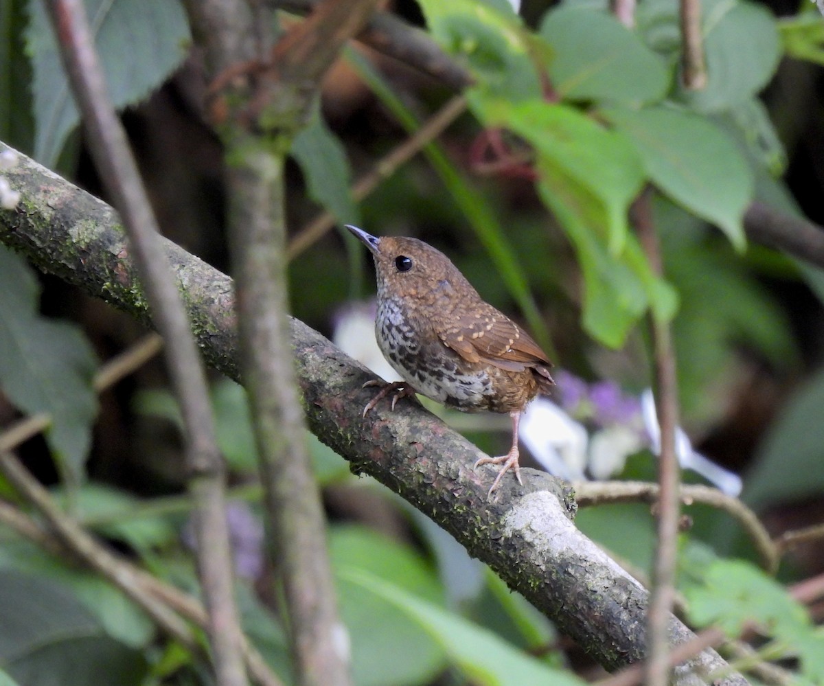 Pygmy Cupwing - ML637913378