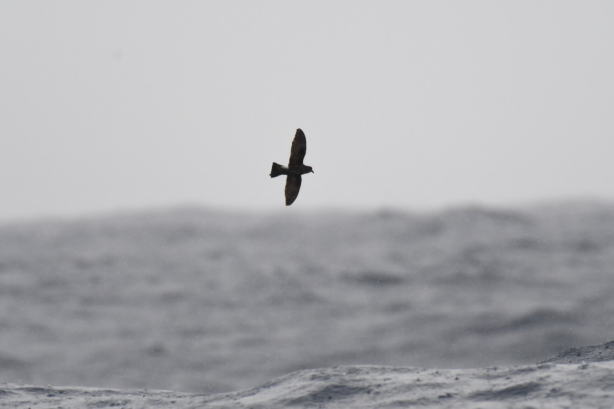 Wilson's Storm-Petrel - ML637913414