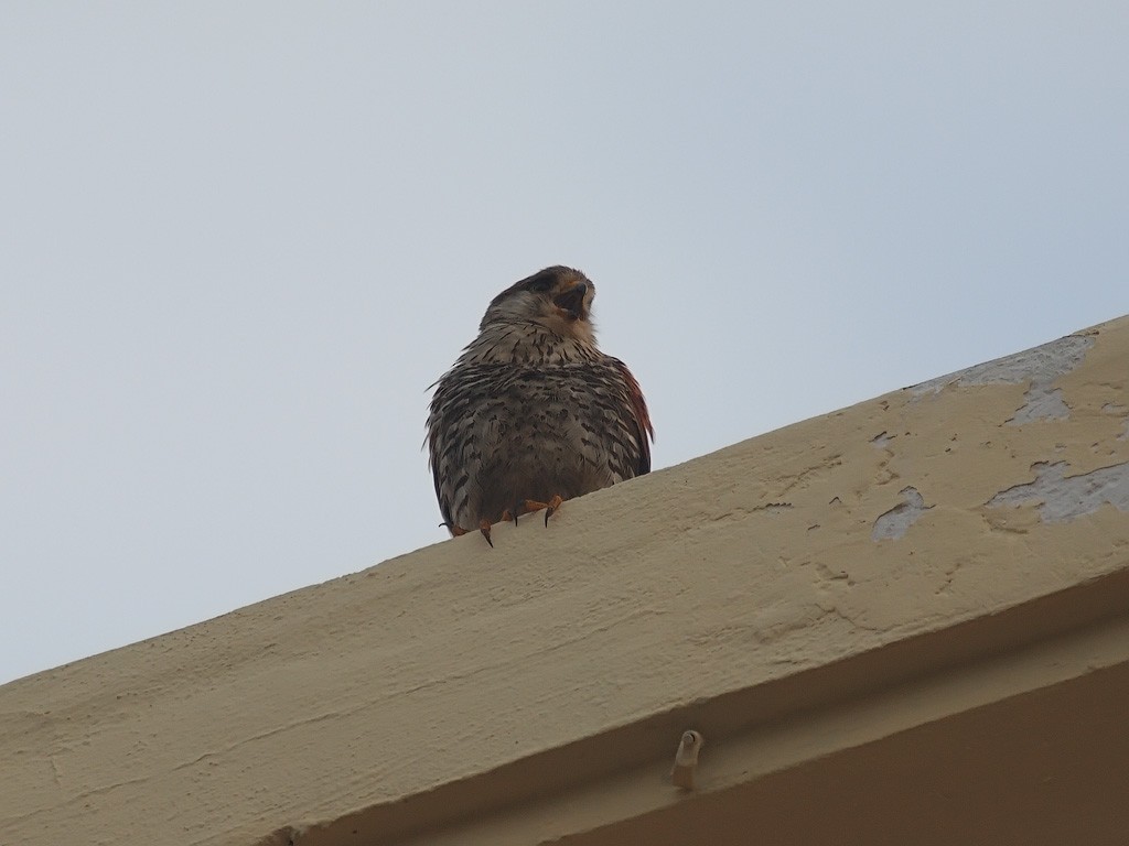 Malagasy Kestrel - ML637913448