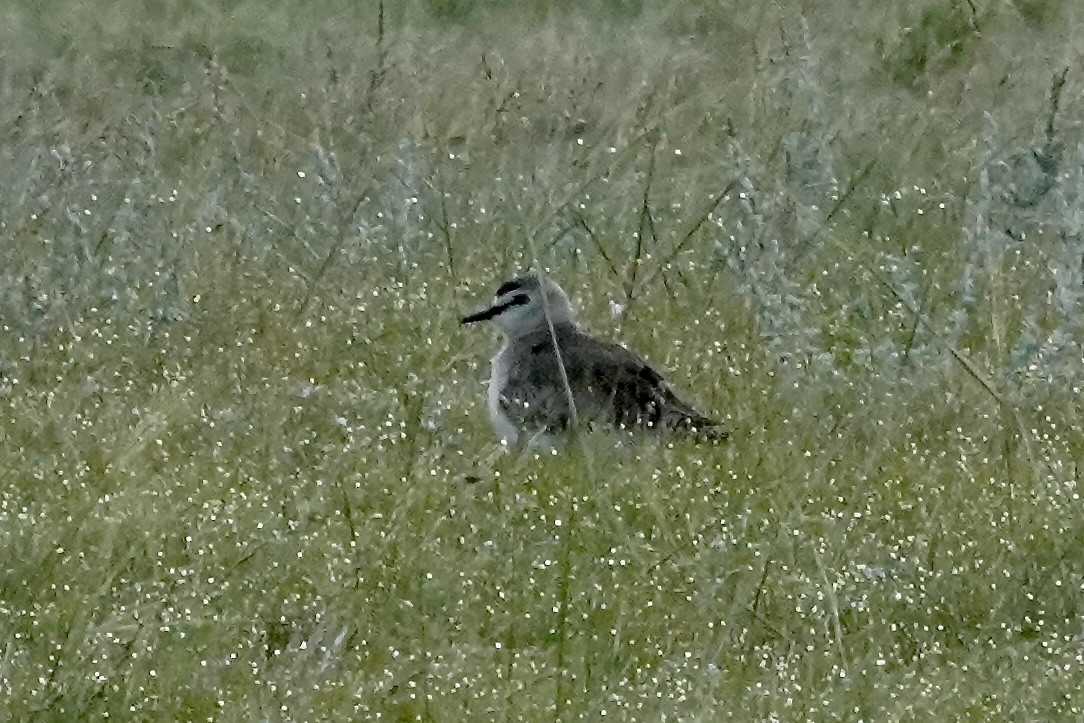 Mountain Plover - ML637913454