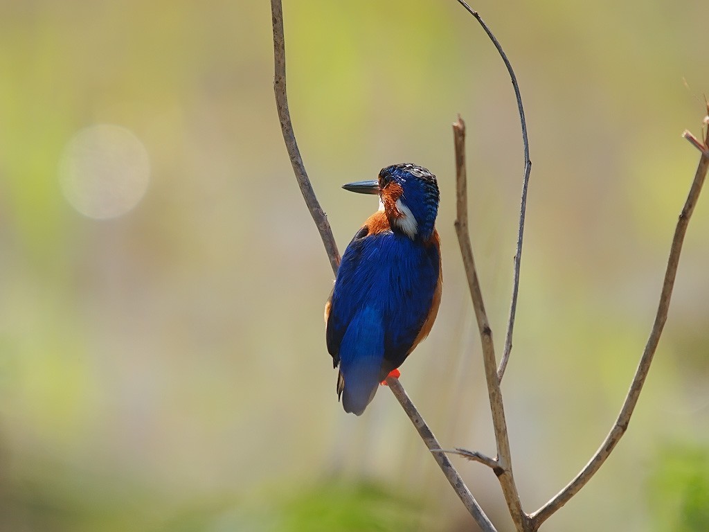 Malagasy Kingfisher - ML637913468
