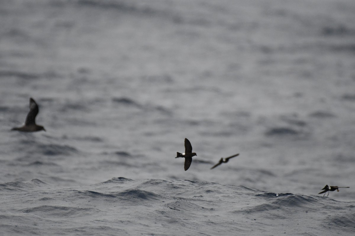 Wilson's Storm-Petrel - ML637913491