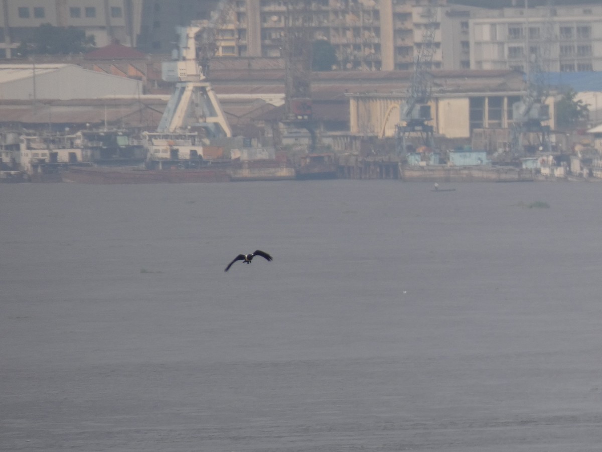 Pied Crow - ML637913492