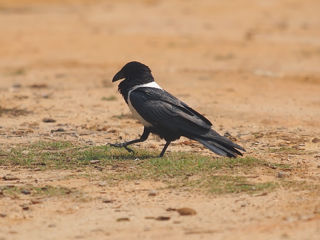 Pied Crow - ML637913501