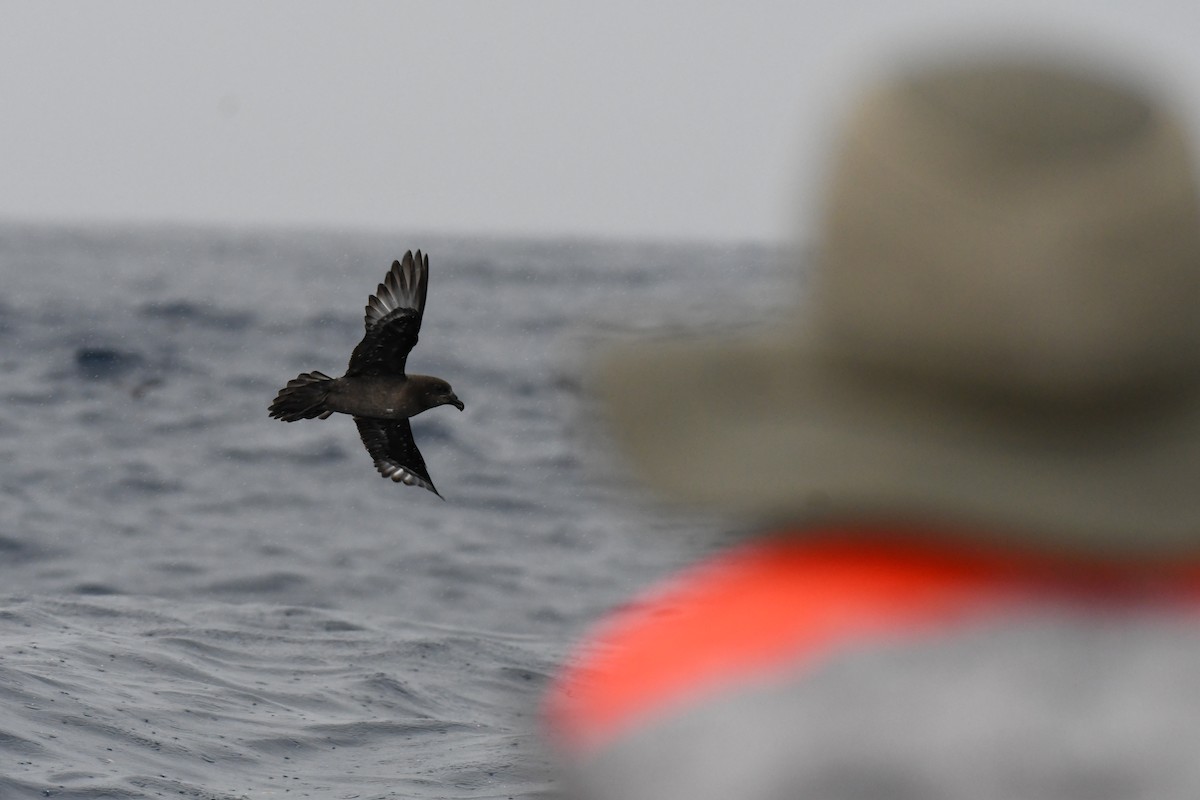 Providence Petrel - ML637913502
