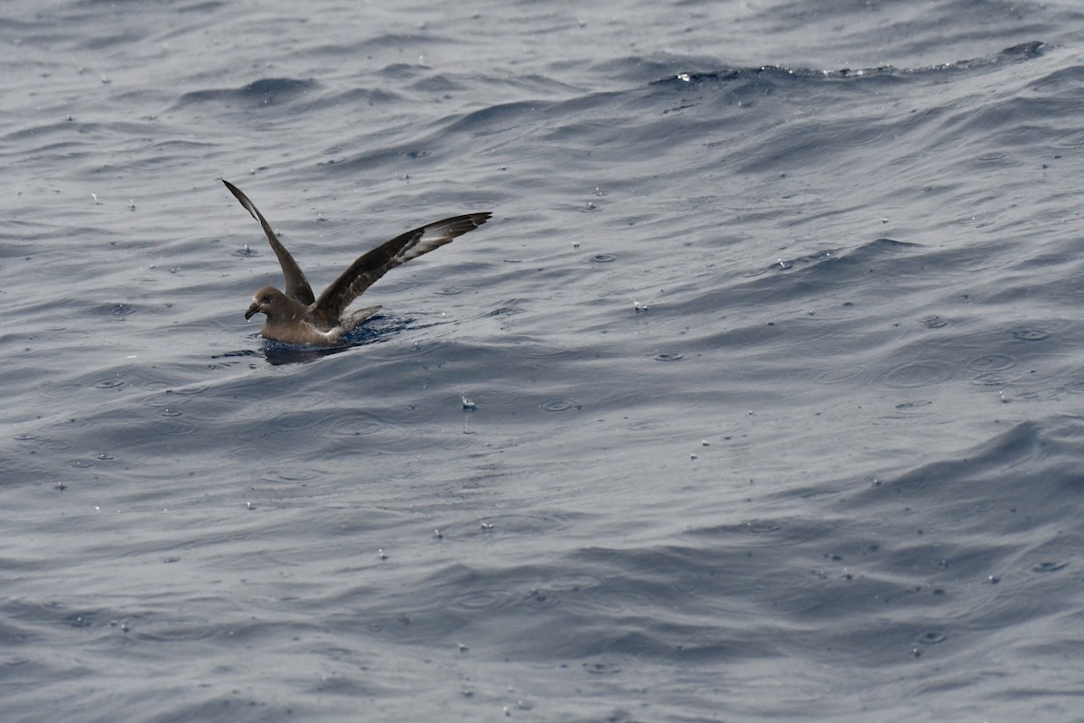 Providence Petrel - ML637913506