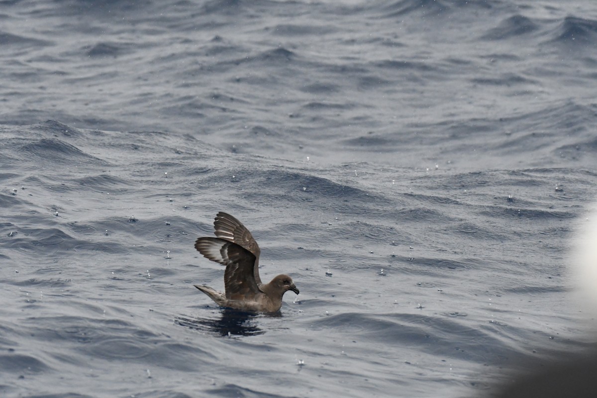 Providence Petrel - ML637913507