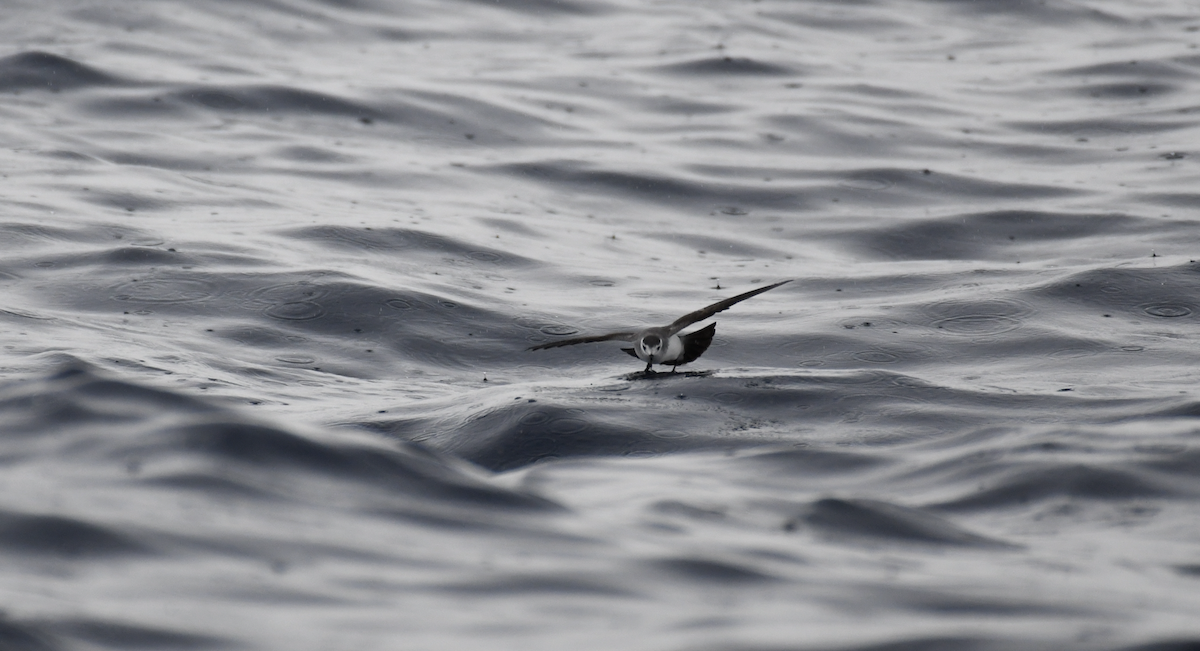 White-faced Storm-Petrel - ML637913547