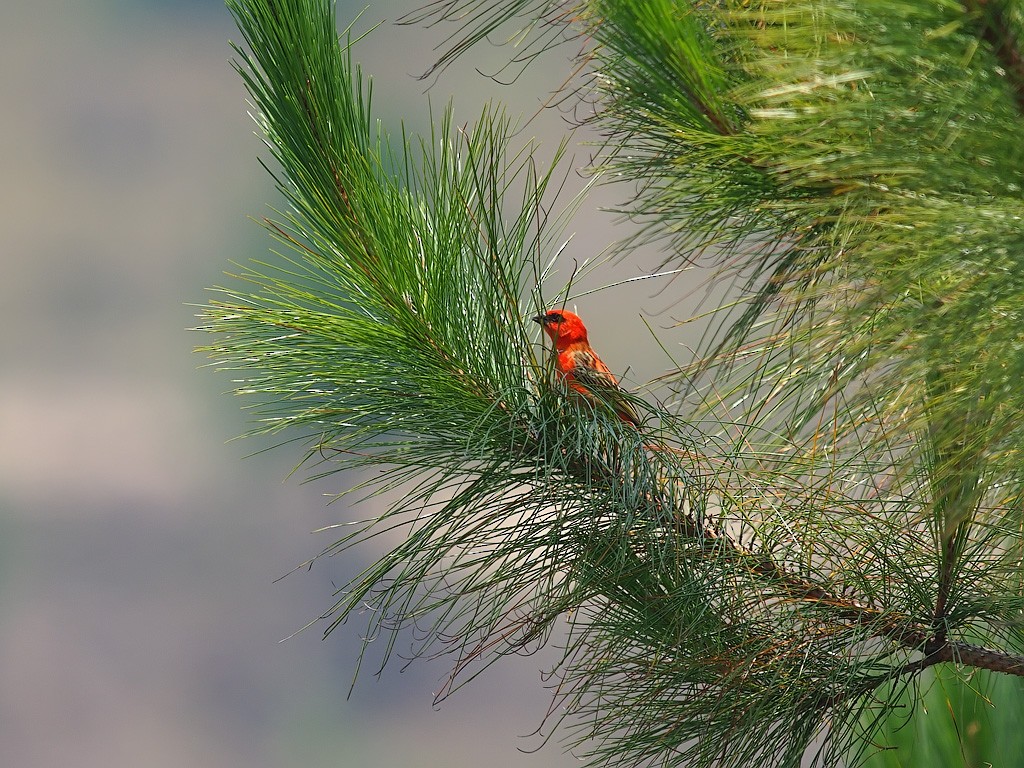 Red Fody - ML637913553