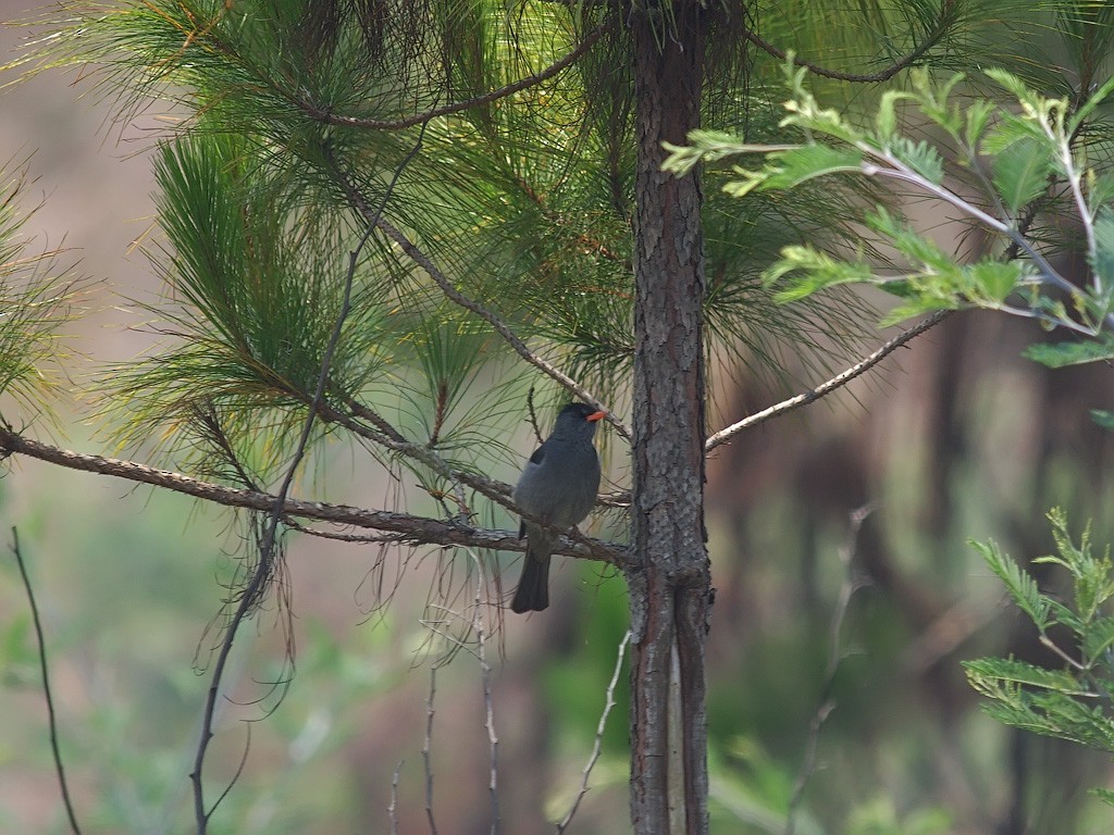 Malagasy Bulbul - ML637913576