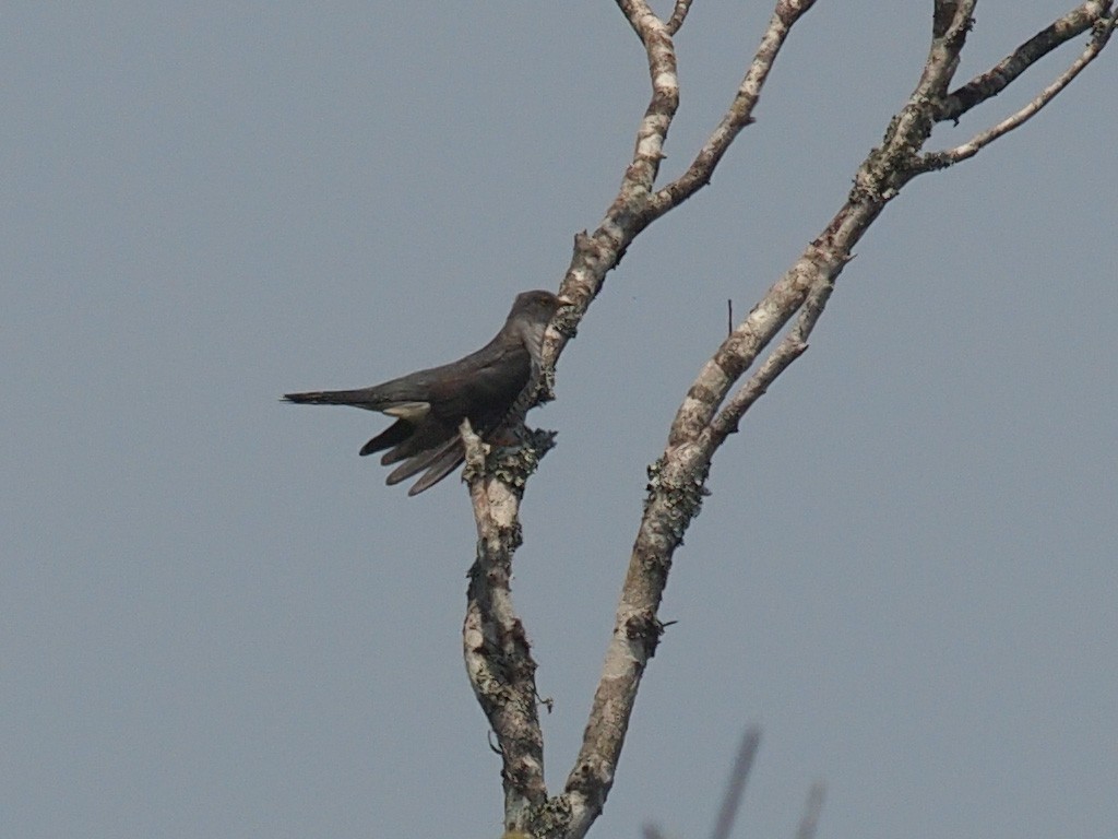Madagascar Cuckoo - ML637913582