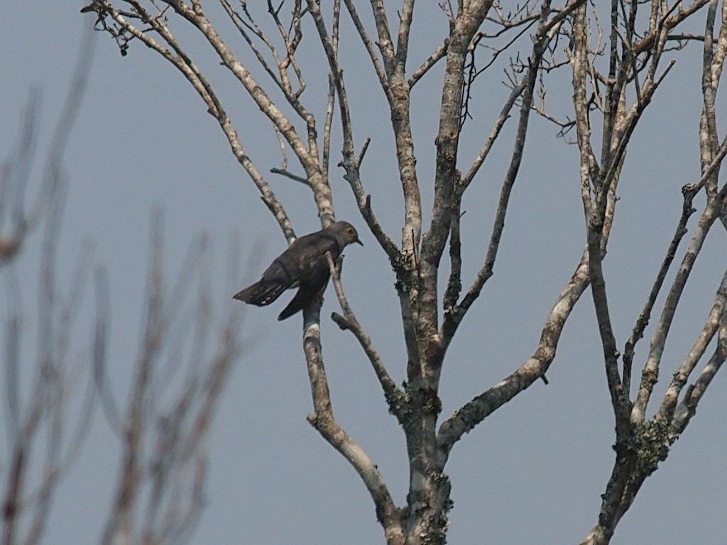 Madagascar Cuckoo - ML637913583