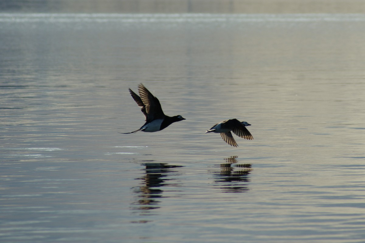 Long-tailed Duck - ML637913586