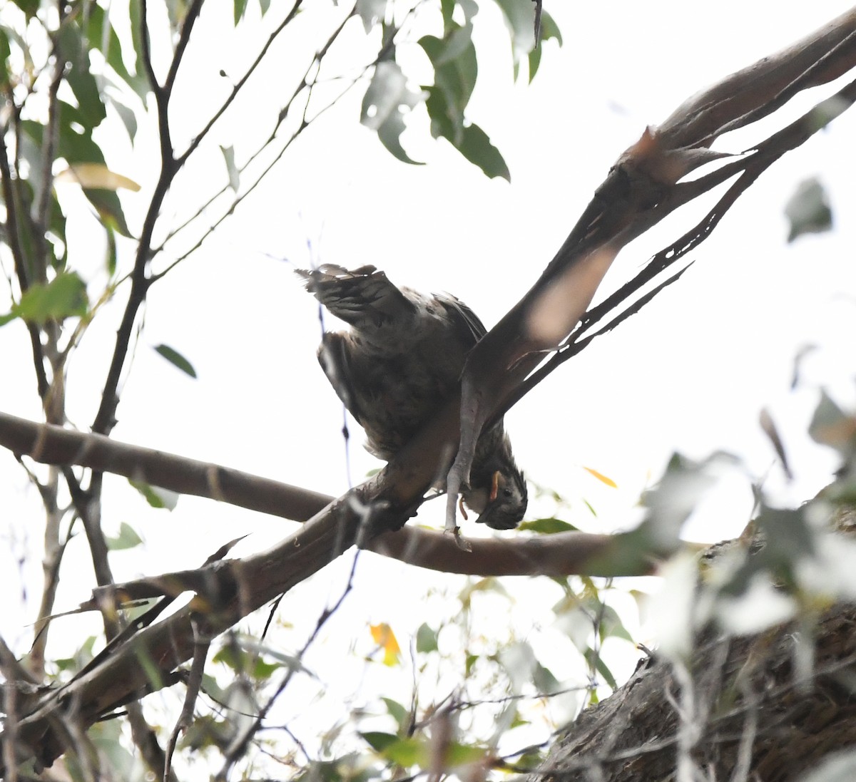 Yellow Wattlebird - ML637913602